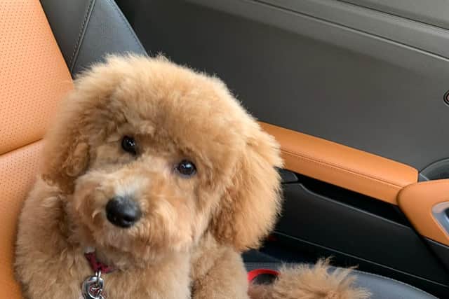 A three-year-old Cavapoo from Wales has embarked on a 100-mile adventure after entering the open door of a cab