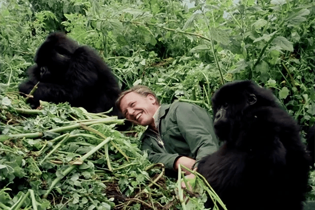 David Attenborough with gorillas on Life on Earth