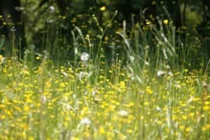 Growing a mini meadow can help to cool down the garden