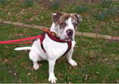 Apollo has been waiting a year to find a new home