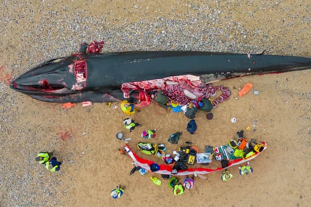 A 16-metre-long Fin Whale washed up on Fistral Beach, Newquay in Cornwall on November 15. (SWNS)