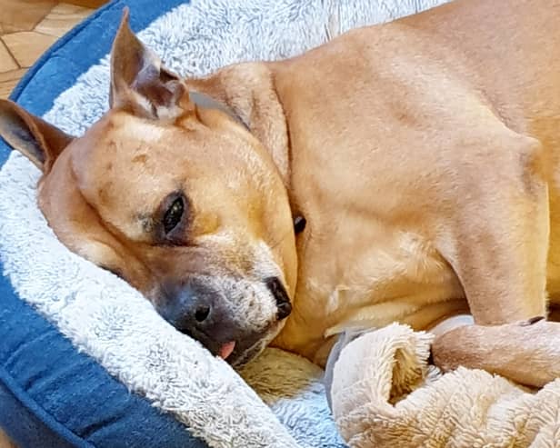 An abandoned dog that starred in TV ad for an Omaze house winner has won his own home - and been adopted after 300 days in care.