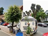 Lime trees growing either side of High Street in Henley-in-Arden, Warks., had their tops hacked off without notice leaving locals “devastated”.