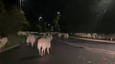  Hundreds of escaped sheep were pictured blocking a bypass in the early hours of the morning - after a country gate was left open. 