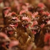A teenager has been hospitalised after contracting bird flu, in the first suspected case found in the country. 