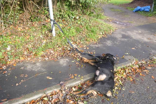 Appeal to find the owner after the dog was found dead in Luton. Photo from RSPCA.