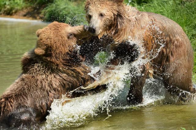 Brown Bear Water Fight. Photo by Tony Margiocchi