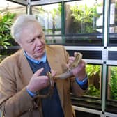Sir David Attenborough at the Launch of Amphibian Arks Year of the Frog campaign (C) ZSL