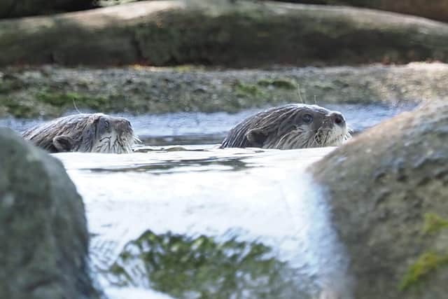 Otters arrive at ZSL Whipsnade Zoo (C) ZSL Whipsnade Zoo