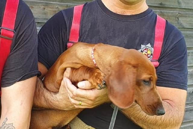 The puppy was rescued in Stopsley