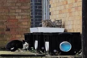Cat Watch scheme will help Luton’s stray cats