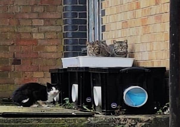 Cat Watch scheme will help Luton’s stray cats