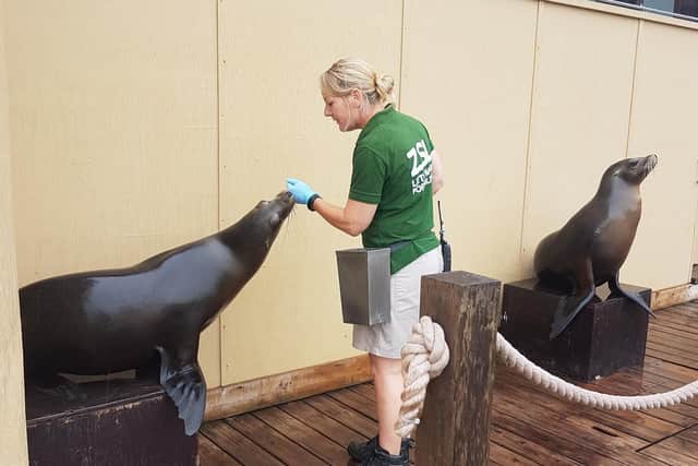 Karla working with sealions at ZSL Whipsnade Zoo (C) ZSL