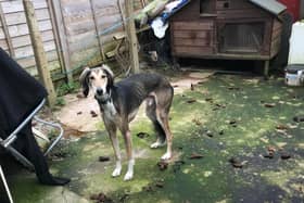 Harvey the lurcher was abandoned in a garden in Norfolk