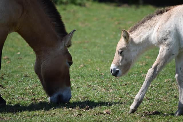 Keepers celebrate birth of endangered wild horse at ZSL Whipsnade Zoo (C) ZSL Whipsnade Zoo
