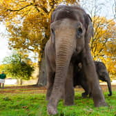 Asian elephants at ZSL Whipsnade Zoo (c) ZSL