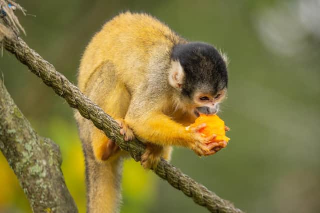 Specially sized pumpkin pieces for the Squirrel Monkeys