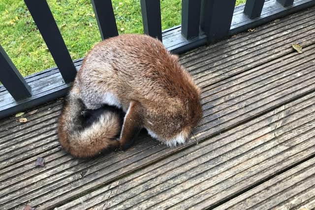 Can you tell what it is yet? A fox had to be rescued from a hole in some decking