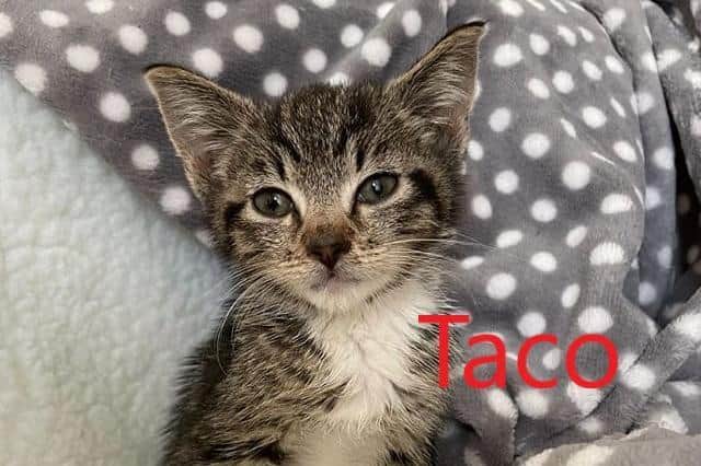Taco, the inspiration behind the feline food bank