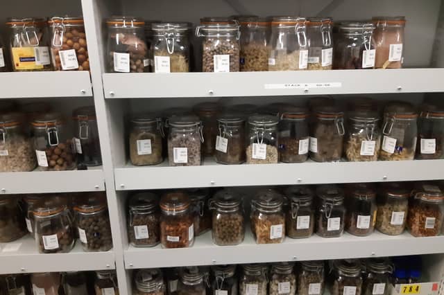 Seeds being stored at -20c. Picture: Lawrence Smith.