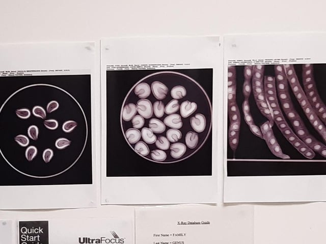 Seed x-rays. Picture: Lawrence Smith.