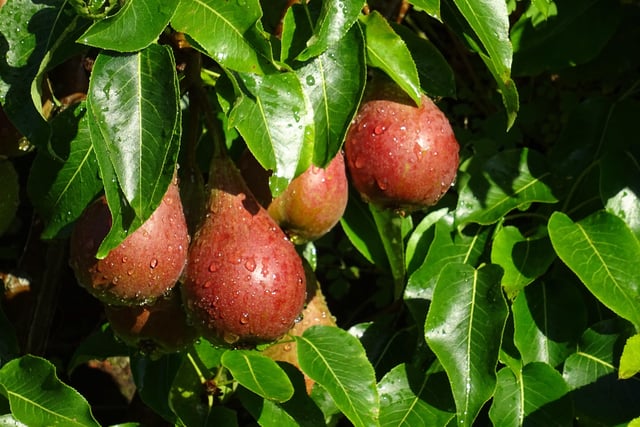 Fan-trained Deacon pears in the organic kitchen garden