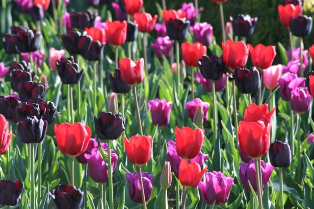 Daily News tulips at Arundel Castle