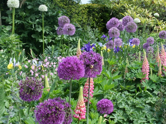 English herbaceous borders at Arundel Castle