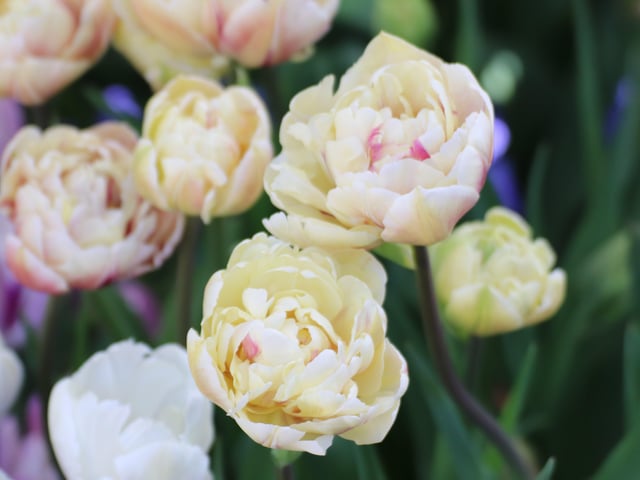 Tulip Margarita, a showy tulip with a rich shade of magenta