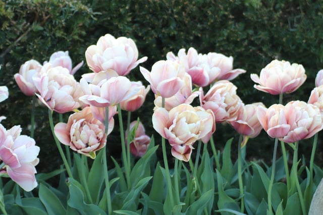 La Belle Epoque tulips