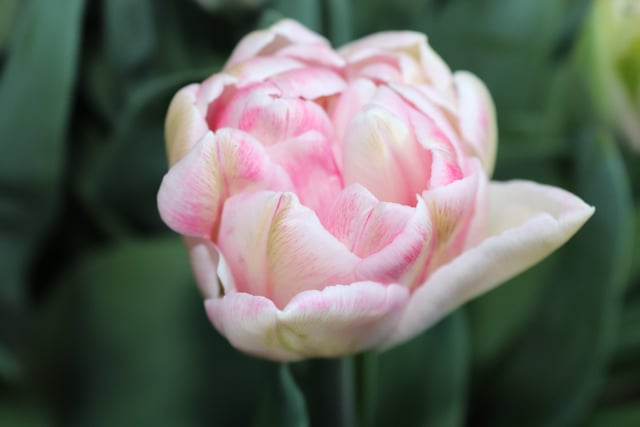 Tulip Foxtrot, an exquisite tulip with a soft fragrance and layers of petals