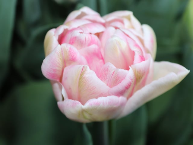 Tulip Foxtrot, an exquisite tulip with a soft fragrance and layers of petals