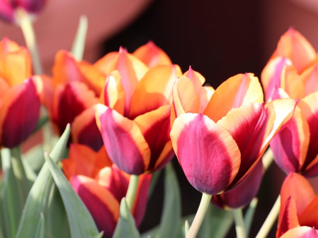 Liberation tulips in Arundel Castle Gardens