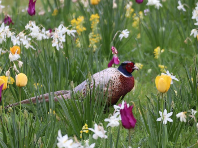 A pheasant in the natural landscape of tulips and narcissus at Arundel Castle