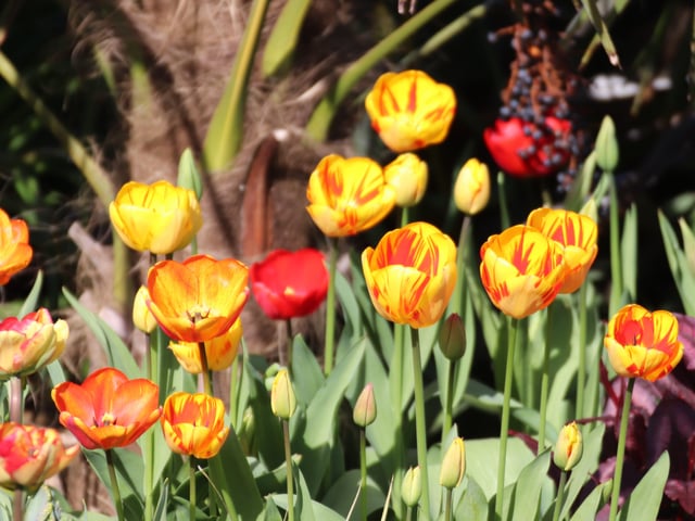 Olympic Flame, Sundowner and Red Apeldoorn tulips in the tropical borders