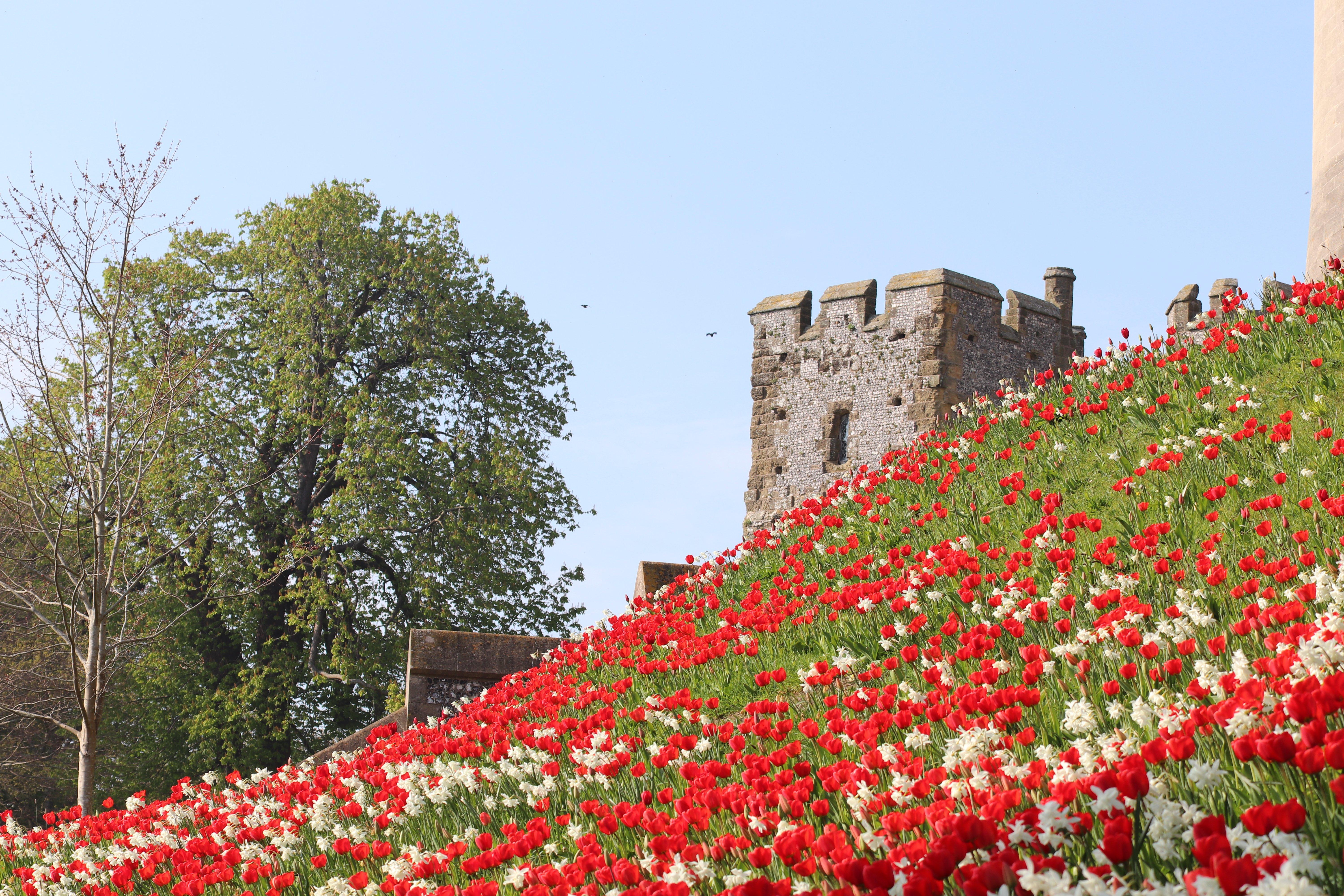 Red Apeldoorn tulips and White Thalia narcissus