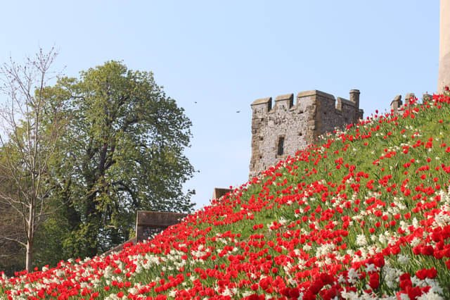Red Apeldoorn tulips and White Thalia narcissus