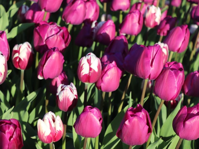 Rem's Favourite, creating a dazzling harmony of purple tulips