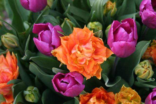 A tulip pot combination created by head gardener Martin Duncan