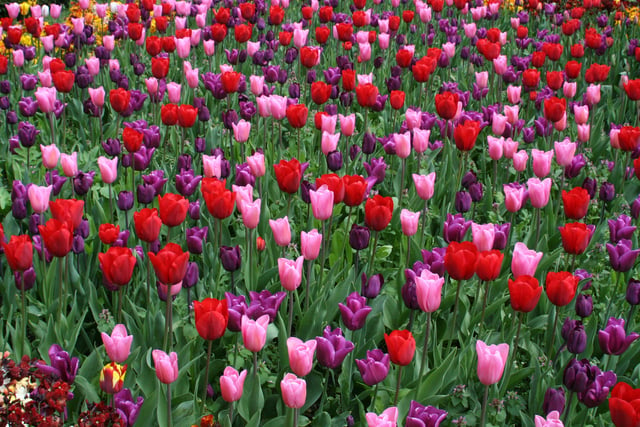 The annual tulip festival at Arundel Castle attracts thousands of visitors