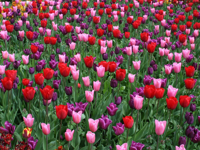 The annual tulip festival at Arundel Castle attracts thousands of visitors
