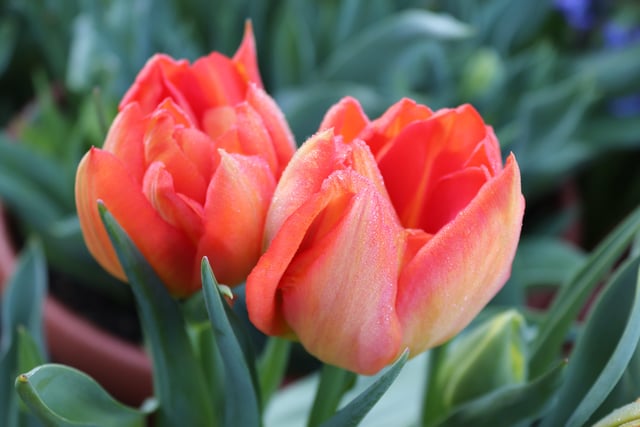 Monte Orange tulips at Arundel Castle