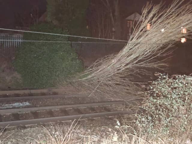 Tree fallen on overhead electric wires at St Albans