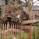 The giant conifers felled in Trent Road