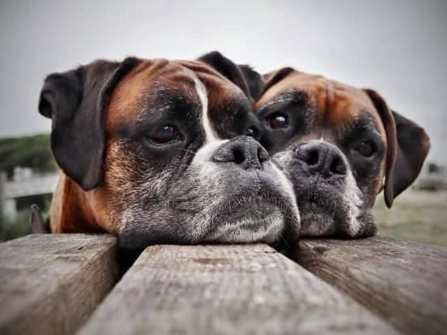Submitted by Nikki Wardrop.