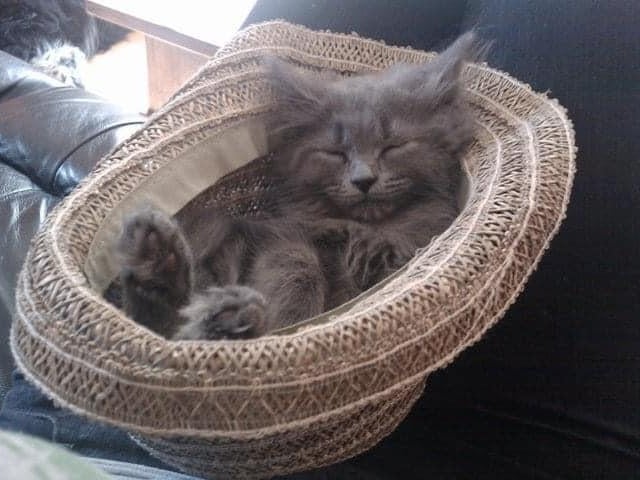 Roxy, submitted by James Porter.