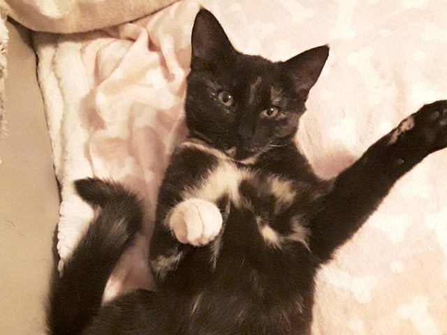 Muffin, submitted by Julian Bryant.