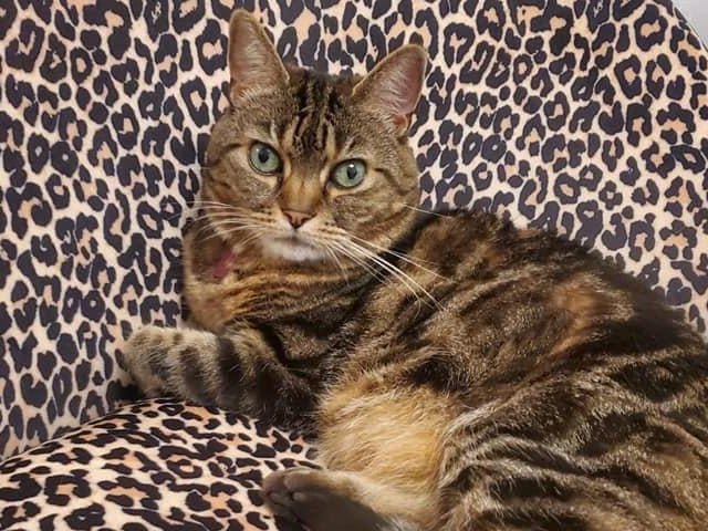 Bettie, submitted by Louise Fowler.
