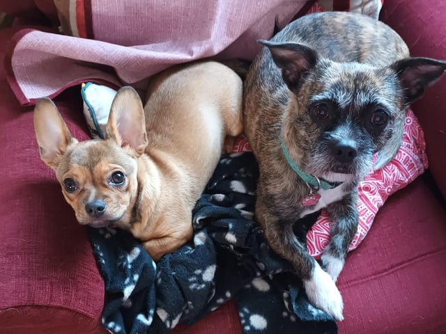 Submitted by Sonia Halls.