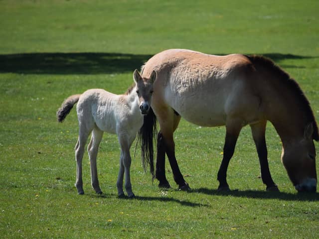 Endangered Przewalski’s horse and foal - credit ZLS Whipsnade